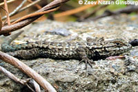 Island Fence Lizard