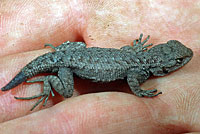 Island Fence Lizard