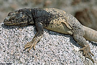 Common Chuckwalla