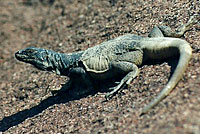 Common Chuckwalla