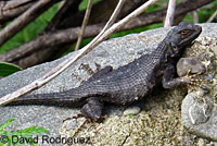 Coast Range Fence Lizard