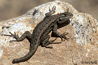 San Joaquin Fence Lizard