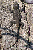 San Joaquin Fence Lizard