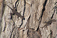 San Joaquin Fence Lizards