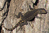 San Joaquin Fence Lizards