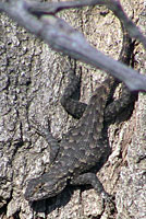 San Joaquin Fence Lizard