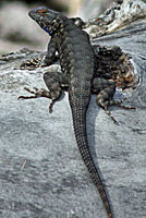 San Joaquin Fence Lizard