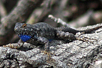 San Joaquin Fence Lizard