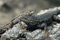 San Joaquin Fence Lizard