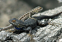 San Joaquin Fence Lizard