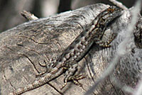 San Joaquin Fence Lizard