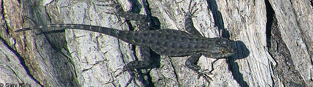 San Joaquin Fence Lizards