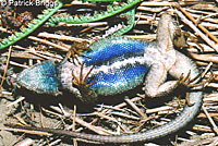 San Joaquin Fence Lizard