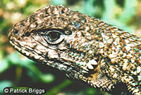 San Joaquin Fence Lizard