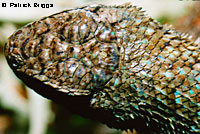 San Joaquin Fence Lizard