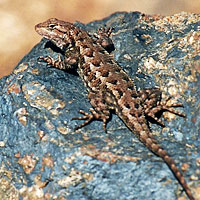 Coast Range Fence Lizard