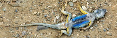 Coast Range Fence Lizard