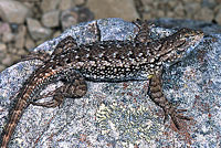 Coast Range Fence Lizard