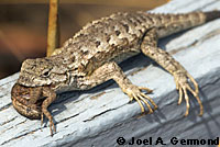 fence lizard with ticks