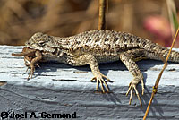 fence lizard with ticks