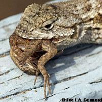 fence lizard with ticks