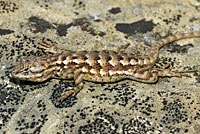 Coast Range Fence Lizard