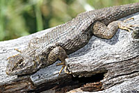 Coast Range Fence Lizard