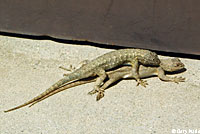 Coast Range Fence Lizard