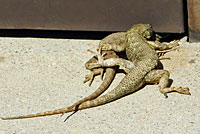 Coast Range Fence Lizard