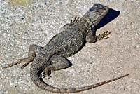 Coast Range Fence Lizard