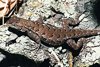 Coast Range Fence Lizard