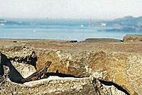 Coast Range Fence Lizard