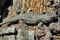 Coast Range Fence Lizard