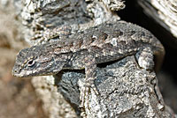 Coast Range Fence Lizard