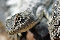 Coast Range Fence Lizard