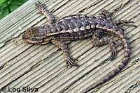 Coast Range Fence Lizard