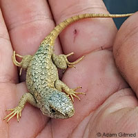 Coast Range Fence Lizard