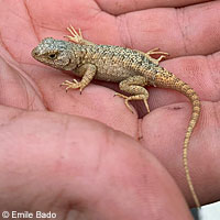 Coast Range Fence Lizard