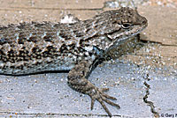 Coast Range Fence Lizard