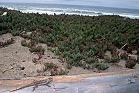 Coast Range Fence Lizard