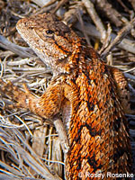 Coast Range Fence Lizard