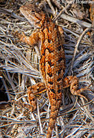 Coast Range Fence Lizard