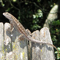 Coast Range Fence Lizard