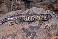 Coast Range Fence Lizard