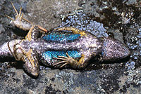 Coast Range Fence Lizard