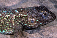 Coast Range Fence Lizard