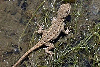 Coast Range Fence Lizard