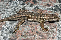 Coast Range Fence Lizard