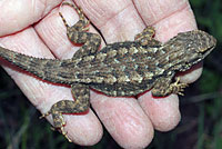 Coast Range Fence Lizard