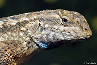 Coast Range Fence Lizard